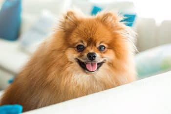 13 Snappy Dog Breeds With Big Personalities in Small Packages