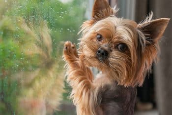 15 Signs Your Dog Could Be Missing You