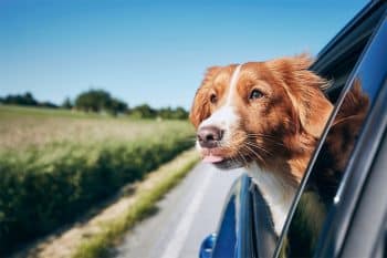 11 Reasons Dogs Love Car Rides