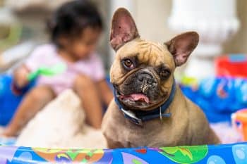 15 Calm Dog Breeds for Stressful Days