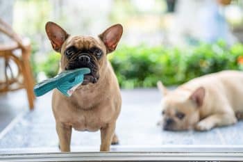 15 Reasons Dogs Carry Stuff Around