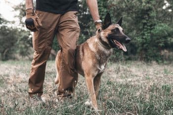 11 Loyal Dog Breeds That Follow You Wherever You Go