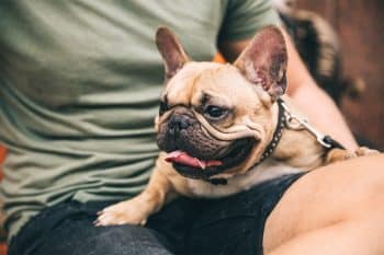 9 Cuddly Dog Breeds That Are Made for Lounging