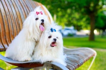 13 Adorable Dog Breeds That Never Lose Their Puppy Charm