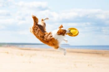 9 Bouncy Dog Breeds That Love a Good Game of Fetch