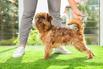 13 Peculiar Dog Breeds With Delightfully Odd Quirks