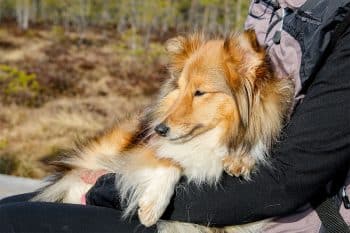 15 Loyal Dog Breeds That Stick Close Forever