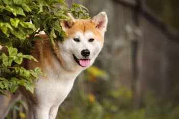 Top 9 Tough Dog Breeds That Are All Muscle, Heart, and Zero Quit