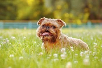 11 Zany Dog Breeds That Keep Life Hilariously Weird