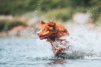 13 Tactical Dog Breeds That Are Surprisingly Strategic