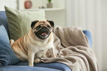 13 Cuddly Dog Breeds That Love the Couch