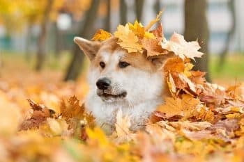 9 Moody Dog Breeds With Major Main-Character Energy