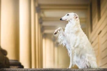 9 Regal Dog Breeds That Expect Royal Treatment