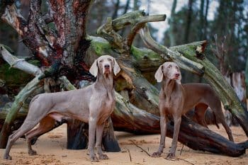 15 Adventurous Dog Breeds That Fear No Trail