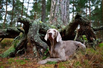 11 Alert Dog Breeds That Never Miss A Beat