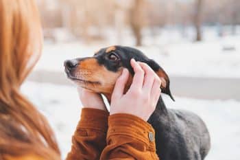 11 Tender-Hearted Dog Breeds That Love to Be Loved
