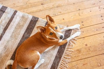 15 Quiet Dog Breeds Perfect For Calm Homes