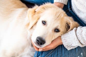 11 Top Dog Breeds For Emotional Connections