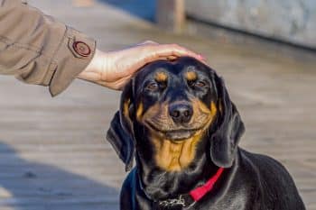 13 Goofy Dog Breeds That Are Known to Be Jokesters