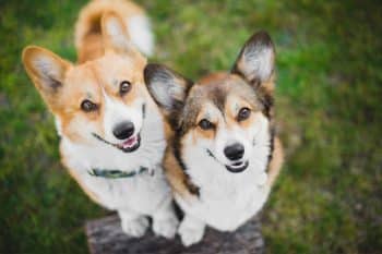 15 Outgoing Dog Breeds That Love New Faces