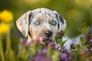 9 Blue-Eyed Dog Breeds That Will Mesmerize You