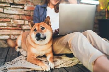 13 Dog Breeds Known for Their Quiet Temperament