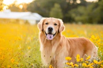 13 Cheerful Dog Breeds That Are Always Smiling