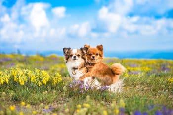 13 Lovable Dogs That Stay Puppy-Faced For Life