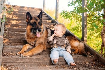 9 Watchful Dog Breeds That Are Good With Kids