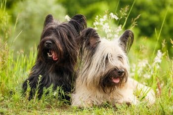 9 Calm Dog Breeds That Could Teach You Meditation