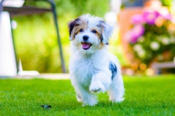 11 Cheerful Dog Breeds That Are Tail-Wagging Happy All The Time