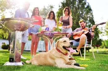 15 Family-Loving Dog Breeds That Love Big Gatherings