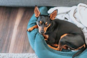 11 Tiny Dog Breeds With Big Personalities