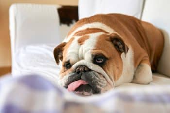 15 Top Dog Breeds for Couch Potatoes