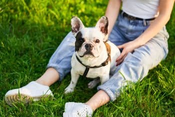 13 Calm Dog Breeds That Relax With You