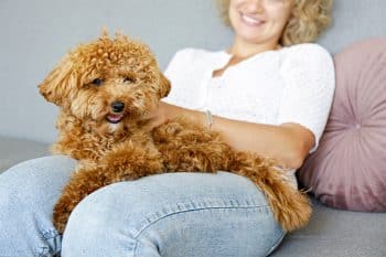 13 Loving Dog Breeds That Stay by Your Side Always