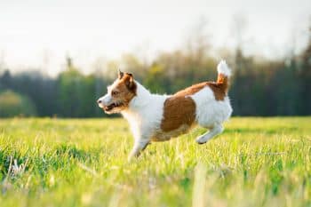 15 Playful Dog Breeds That Are Champions Of Chase