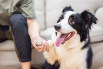 13 Smart Dog Breeds That Might Be Smarter Than You