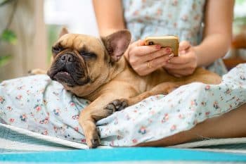 9 Cuddly Dog Breeds That Are Champions of Naps