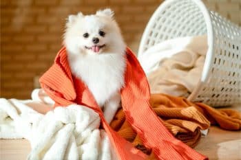 13 Reasons Dogs Love Dirty Laundry