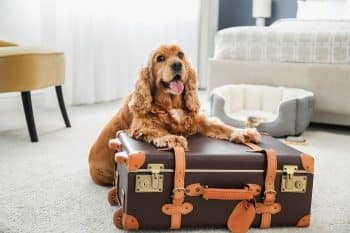 9 Wiggly Dog Breeds That Can’t Contain Their Excitement