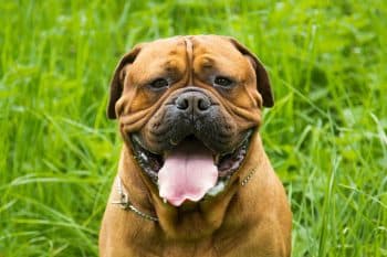 11 Loyal Dog Breeds That Protect With Heart