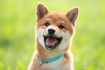 9 Happy Dog Breeds With Smiley Faces