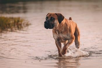 11 Brave Dog Breeds That Guard with Quiet Fierceness