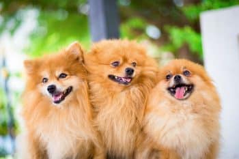 11 Adorable Dog Breeds That Keep Their Puppy Eyes Forever