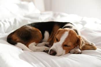 11 Surprising Facts About Dog Dreams