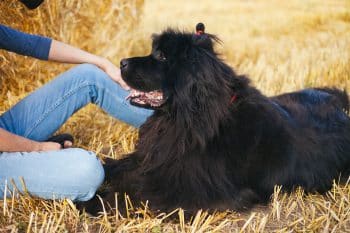 15 Gentle Dog Breeds That Feel Like a Warm Hug