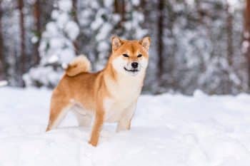 15 Hardy Dog Breeds That Love The Snow