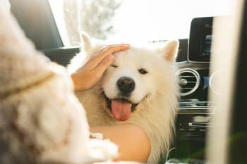 13 Friendly Dog Breeds That Always Smile