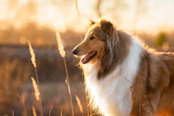 15 Distinguished Dog Breeds That Grow Even More Handsome With Age